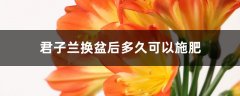 君子兰换盆后多久可以施肥