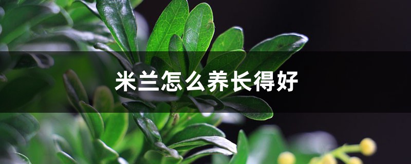 米兰怎么养长得好 米兰怎么养长得好