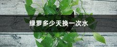 绿萝多少天换一次水