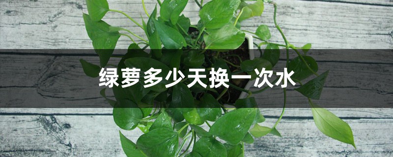 绿萝多少天换一次水