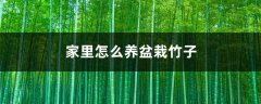 家里怎么养盆栽竹子
