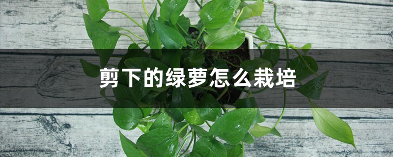 剪下的绿萝怎么栽培 剪下的绿萝怎么栽培