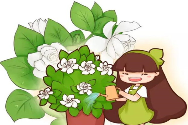 栀子夏天长最快 栀子夏天长最快