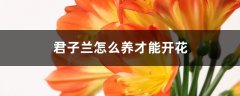 君子兰怎么养才能开花