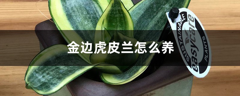 金边虎皮兰怎么养 金边虎皮兰怎么养