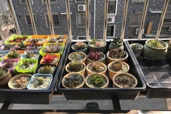 谁说没有阳台不能养花?他把防盗窗养成花墙 谁说没有阳台不能养花?他把防盗窗养成花墙