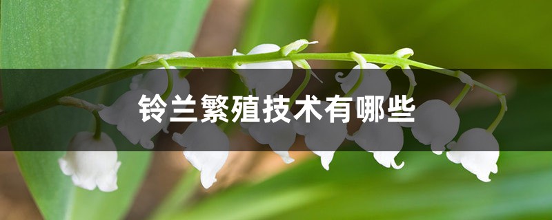 铃兰繁殖技术有哪些