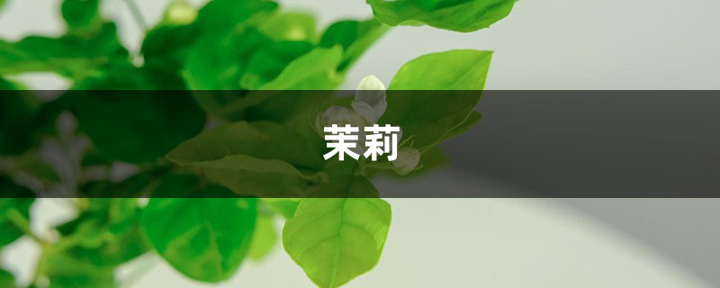 咔嚓1剪刀下去 咔嚓1剪刀下去