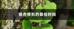 银杏修剪的最佳时间