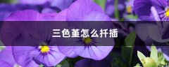 三色堇怎么扦插