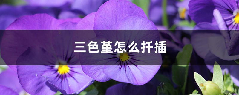 三色堇怎么扦插