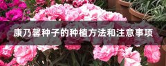 盆栽康乃馨种子怎么种（什么季节种植