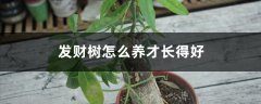 发财树怎么养才长得好