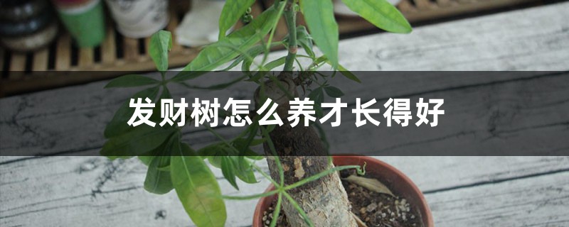 发财树怎么养才长得好
