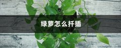 绿萝怎么扦插易成活