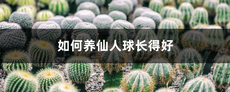 如何养仙人球长得好 如何养仙人球长得好