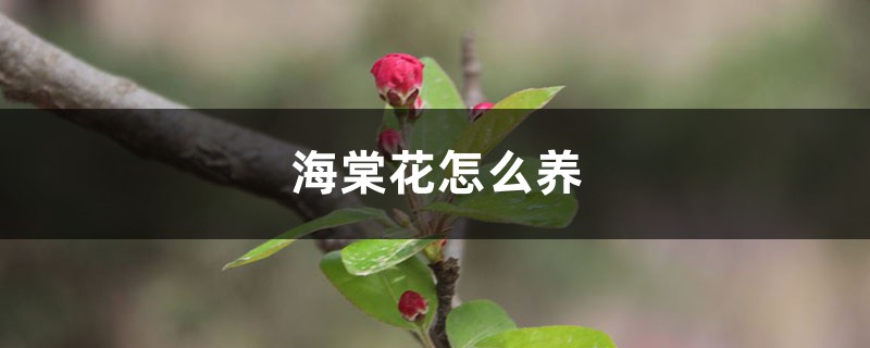 海棠花怎么养 海棠花怎么养