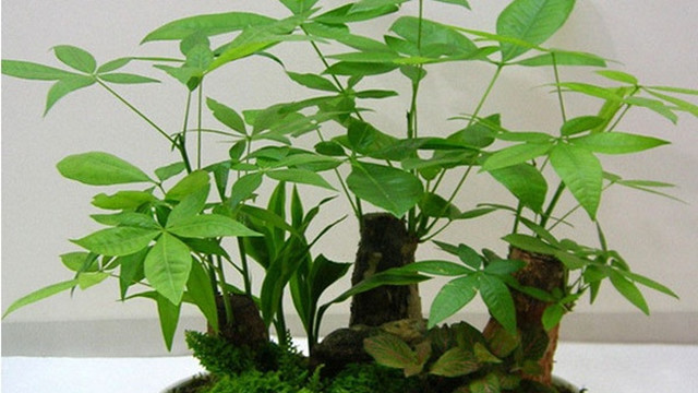 招财树怎么养才茂盛 招财树怎么养才茂盛
