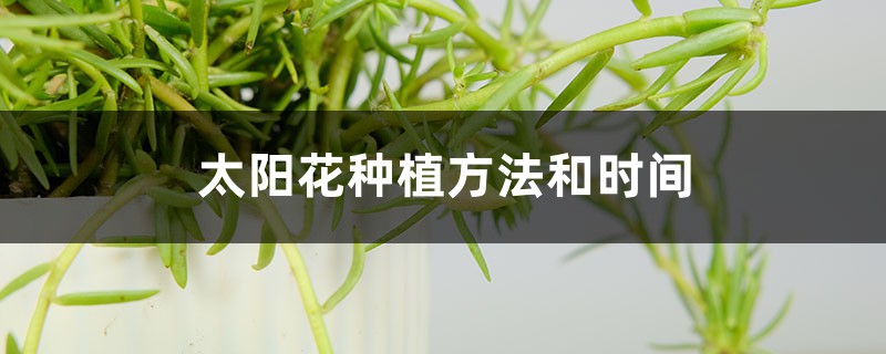 太阳花种植方法和时间 太阳花种植方法和时间