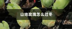 山地玫瑰怎么过冬