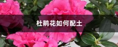 杜鹃花如何配土