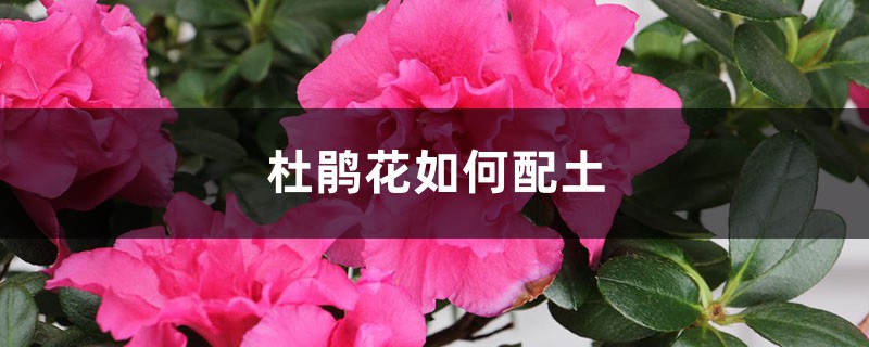 杜鹃花如何配土