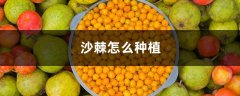 沙棘怎么种植