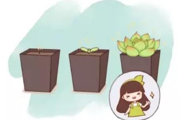 100%成活 100%成活