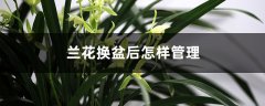 兰花换盆后怎样管理