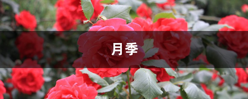 月季开1次就停?赶紧加点料 月季开1次就停?赶紧加点料