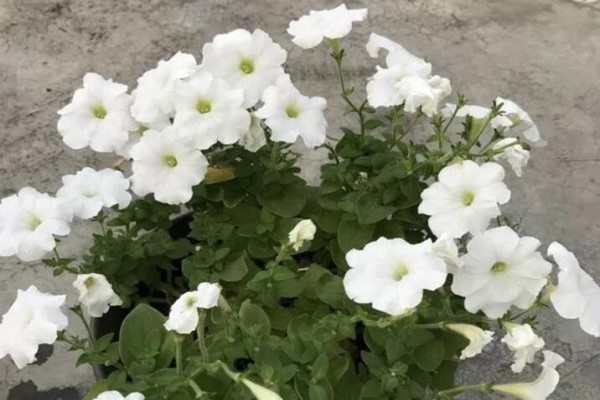 抓紧给花剃个头 抓紧给花剃个头