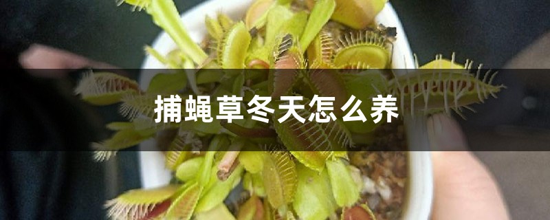 捕蝇草冬天怎么养