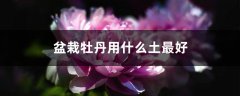 盆栽牡丹用什么土最好