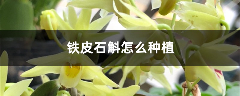 铁皮石斛怎么种植