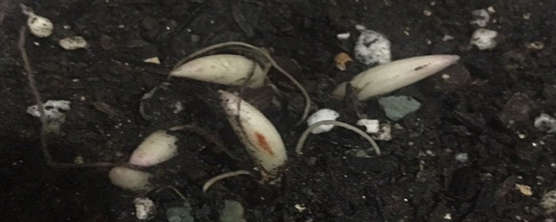 铃兰浇水方法