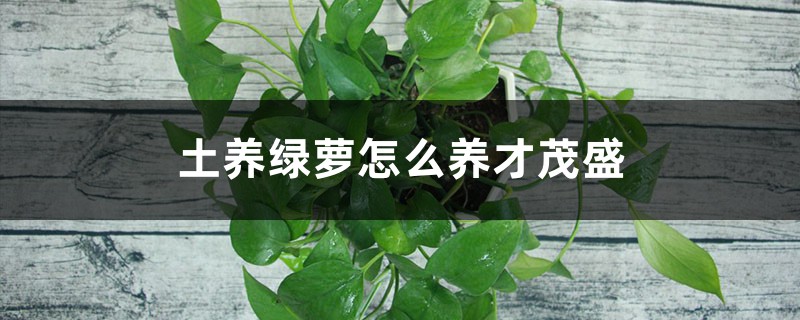土养绿萝怎么养才茂盛 土养绿萝怎么养才茂盛