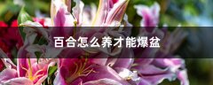 百合怎么养才能爆盆