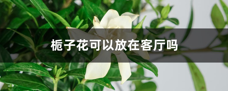 栀子花可以放在客厅吗