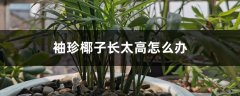 袖珍椰子长太高怎么办