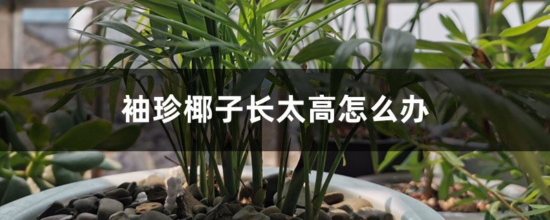 袖珍椰子长太高怎么办