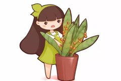 你的虎皮兰花都不开
