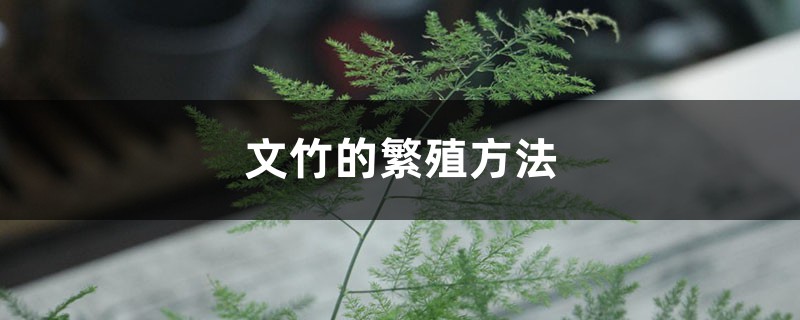 文竹的繁殖方法 文竹的繁殖方法