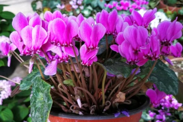 这7种花 这7种花