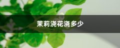 茉莉浇花浇多少