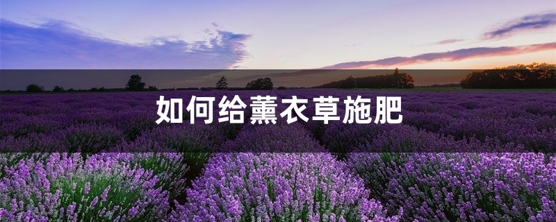 薰衣草施肥方法