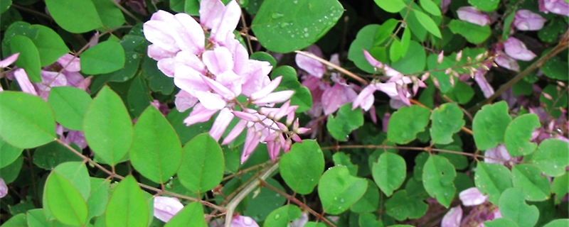 花木蓝的养殖方法 花木蓝的养殖方法