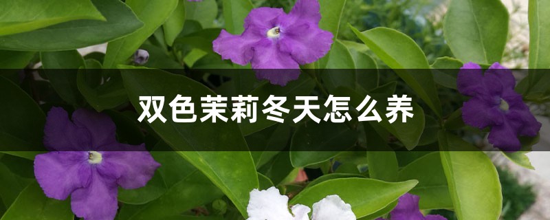 双色茉莉冬天怎么养
