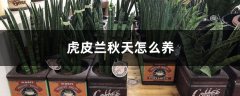 虎皮兰秋天怎么养