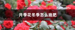 月季花冬季怎么施肥