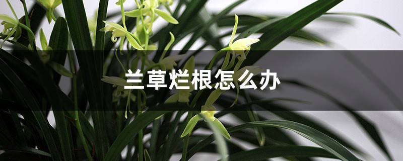 兰草烂根怎么办